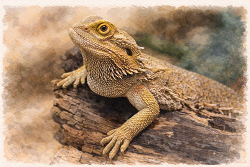 bearded web bearded web