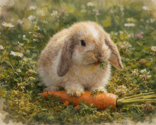 bunnyrabbitoil bunnyrabbitoil