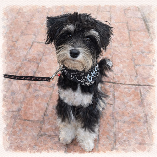 cholo water web cholo water web