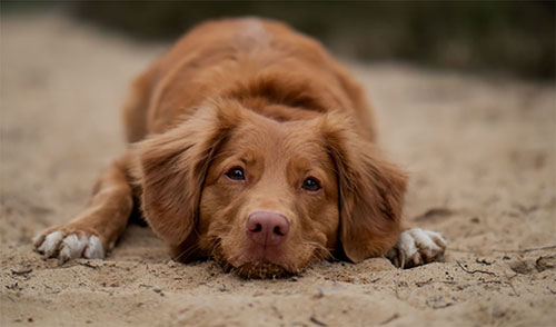 dog sand web dog sand web