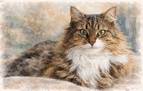 tabby-cat-web tabby-cat-web